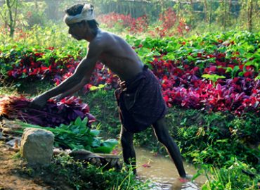 https://minister-agriculture.kerala.gov.in/2022/08/19/agricultural-development-schemes-and-farmer-welfare-policy/