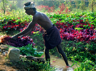 https://minister-agriculture.kerala.gov.in/2022/08/19/agricultural-development-schemes-and-farmer-welfare-policy/