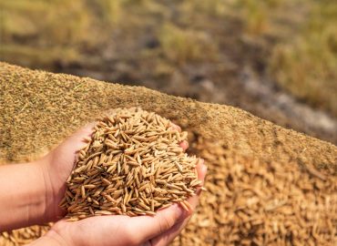 Paddy storage: Govt steps up