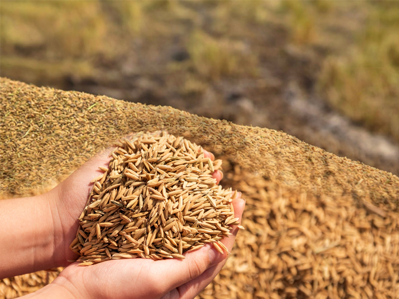 Paddy storage: Govt steps up