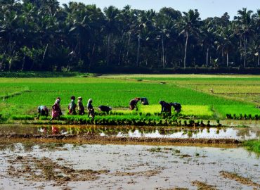 Kuttanad Development Coordination Council for comprehensive development of Kuttanad