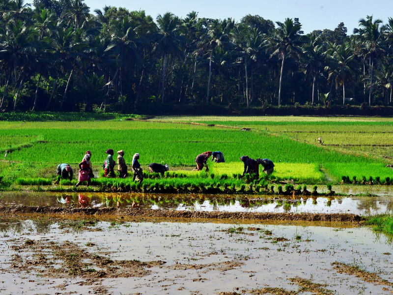 Kuttanad Development Coordination Council for comprehensive development of Kuttanad