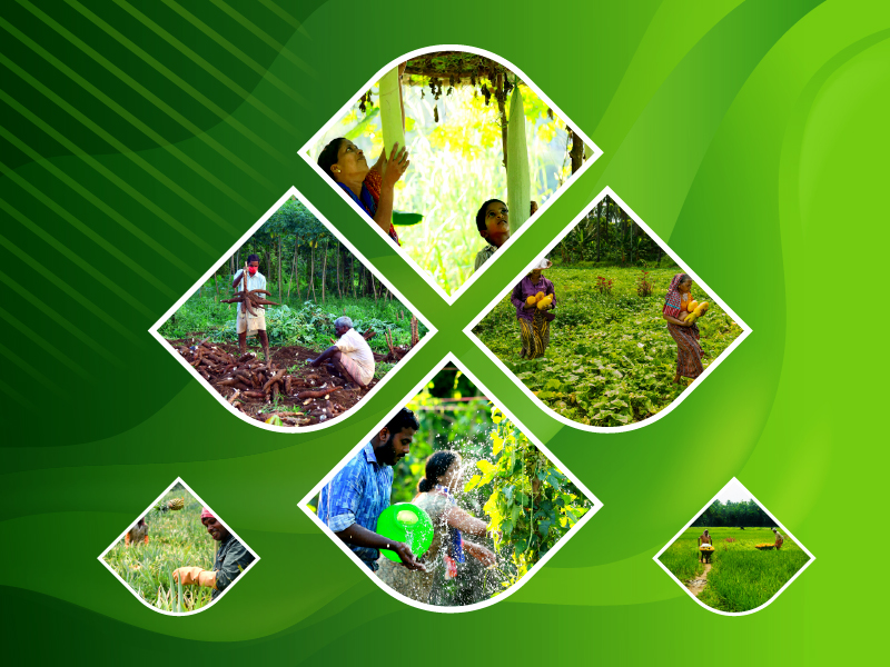 Farm based planning scheme to increase farmer income