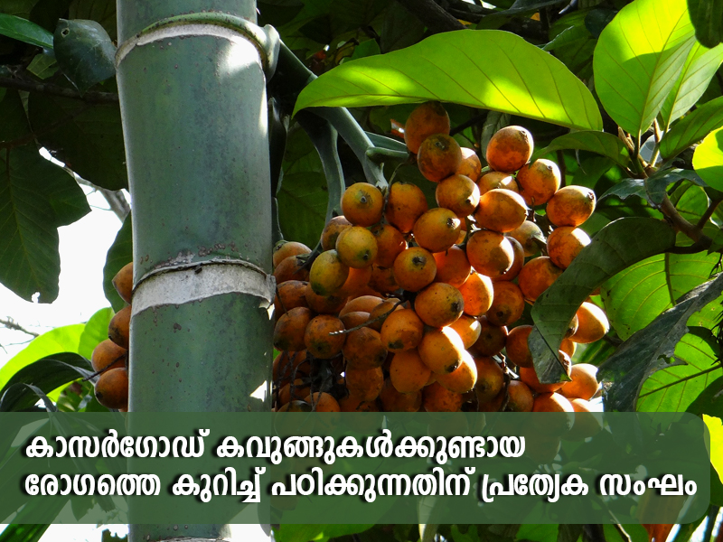 Special team to study the disease of Kasaragod cucurbits