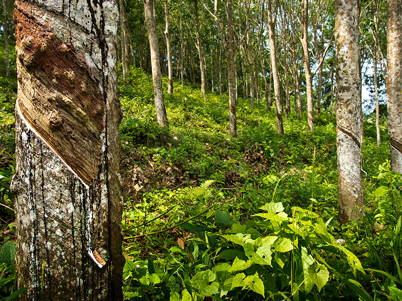 It is necessary to raise the support price of rubber