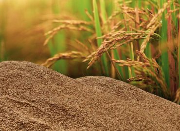 811 crore was distributed to 1,11,953 farmers as the price of paddy