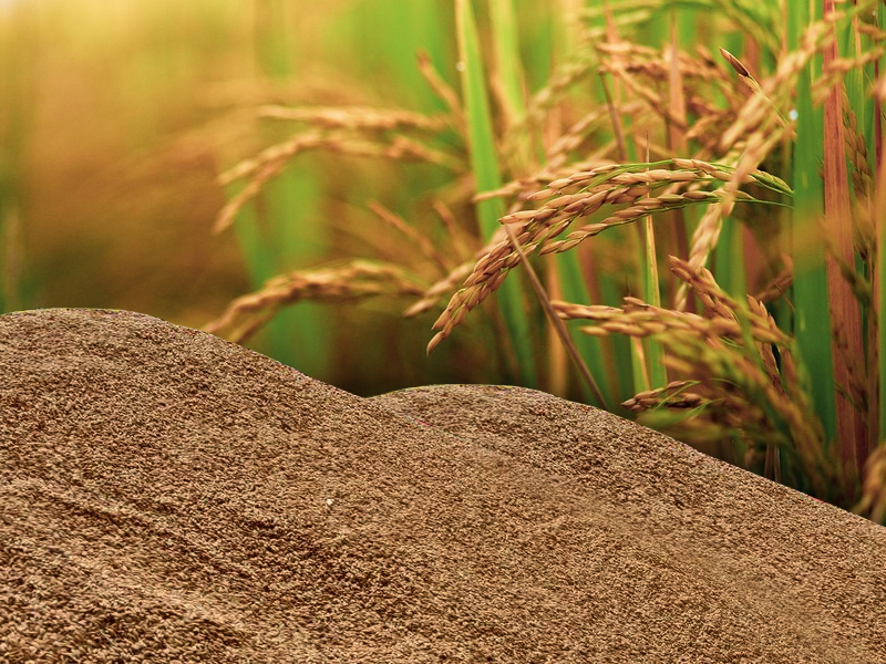 811 crore was distributed to 1,11,953 farmers as the price of paddy