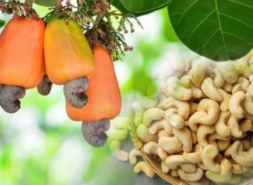 Cashew development agency with plans to promote cashew cultivation