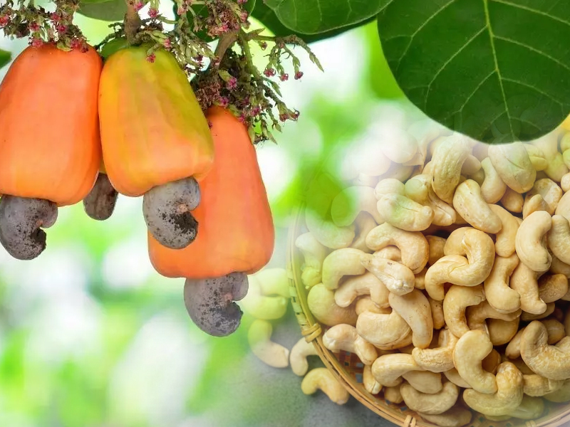 Cashew development agency with plans to promote cashew cultivation