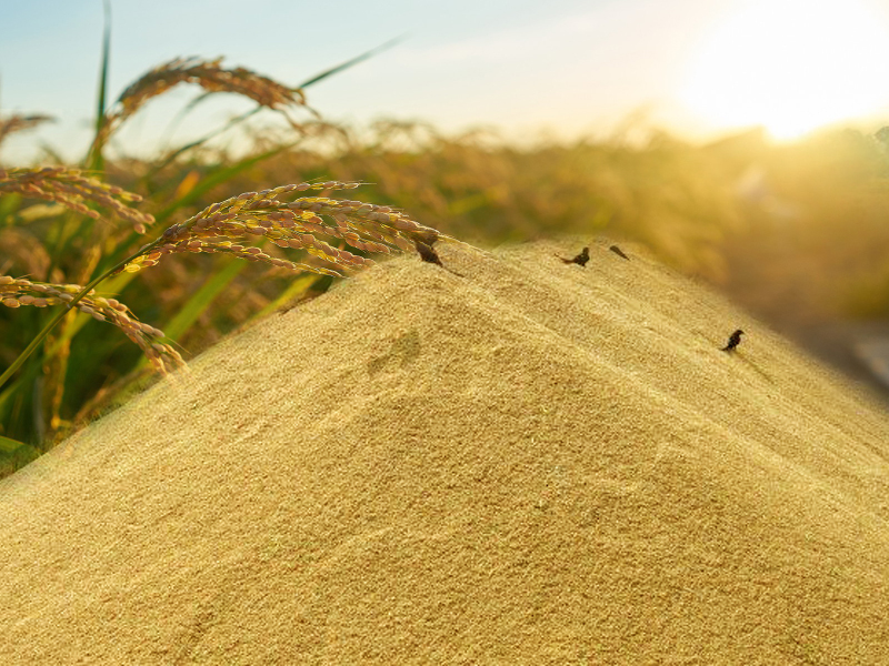 Paddy procurement: progress in paying prices to farmers