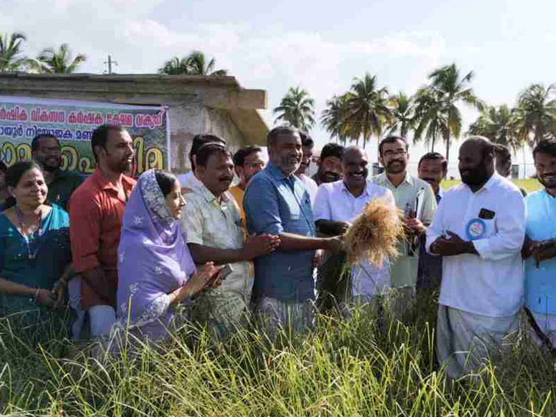 Ramacha will provide all necessary assistance for cultivation