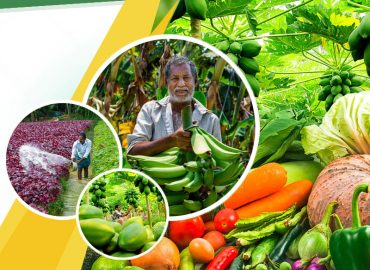 Funding for infrastructure development of markets in the horticulture sector
