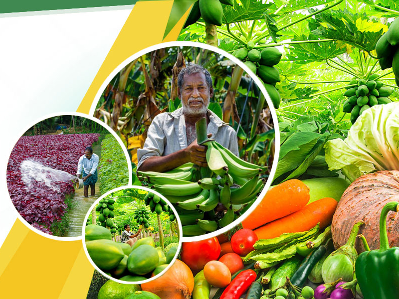 Funding for infrastructure development of markets in the horticulture sector