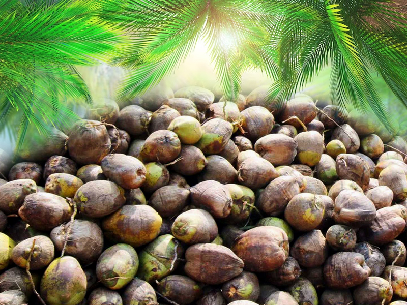 The government is giving priority to solving the problems of coconut farmers