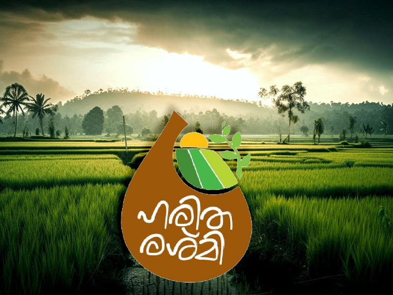 Haritharashmi: Tribal farmers set up paddy cultivation in 500 acre field