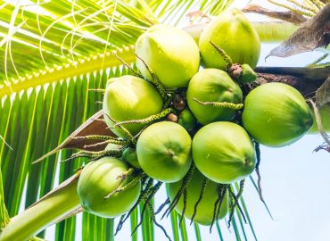 The expert committee was tasked to revise the coconut storage limit on the basis of productivity