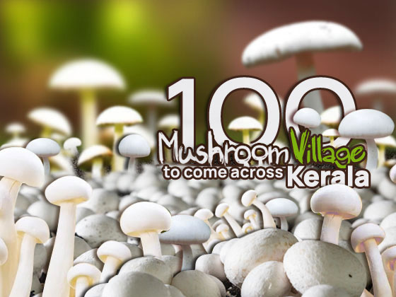 Mushroom Village Project