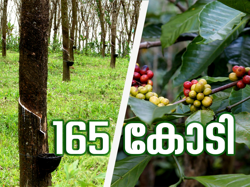 165 crore has been allocated for the development of rubber and coffee cultivation in Kerala under the Kera scheme