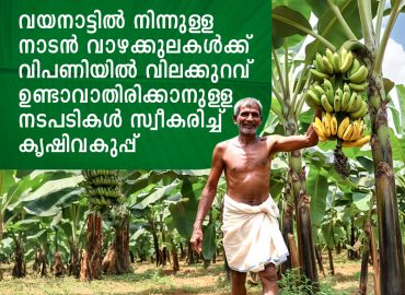 The Agriculture Department has taken steps to ensure that the prices of local bananas from Wayanad do not fall in the market.