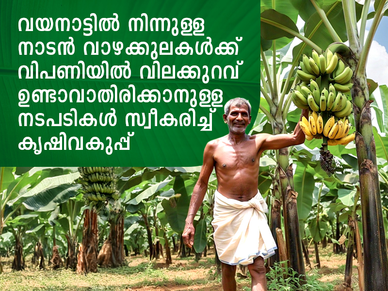 The Agriculture Department has taken steps to ensure that the prices of local bananas from Wayanad do not fall in the market.